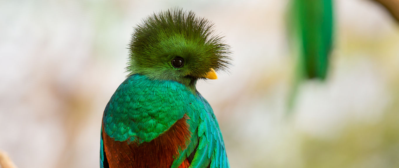 quetzal