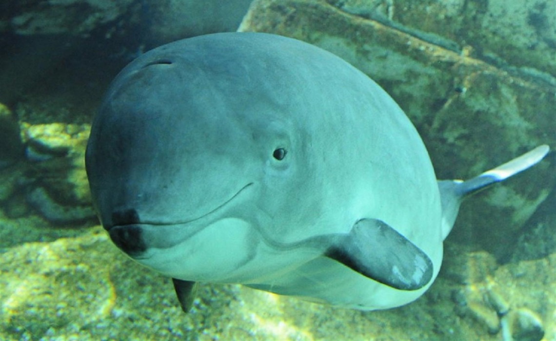 Vaquita marina en extinción