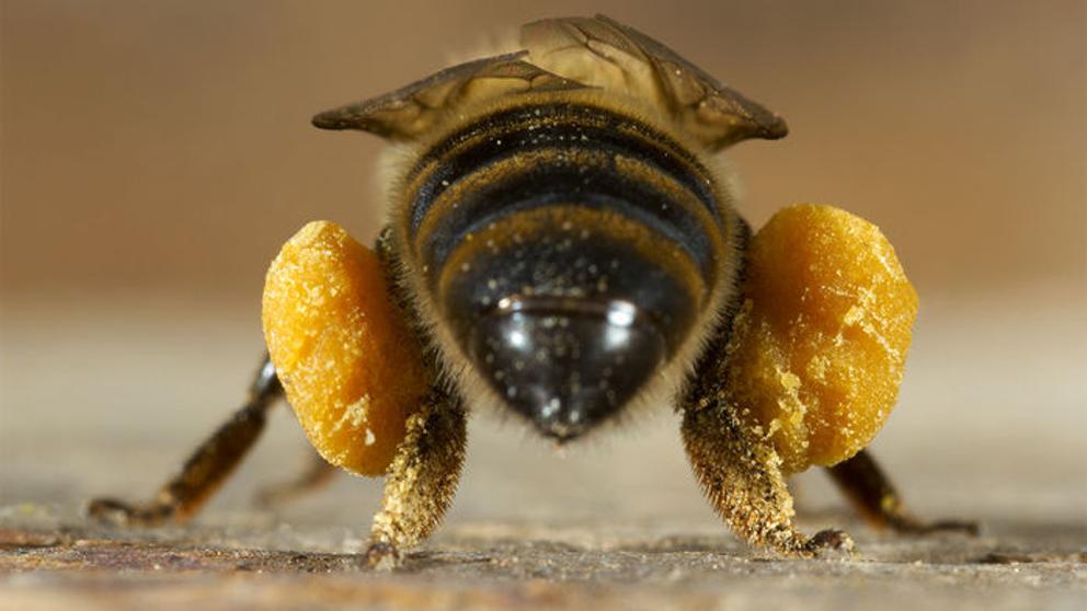 abejas