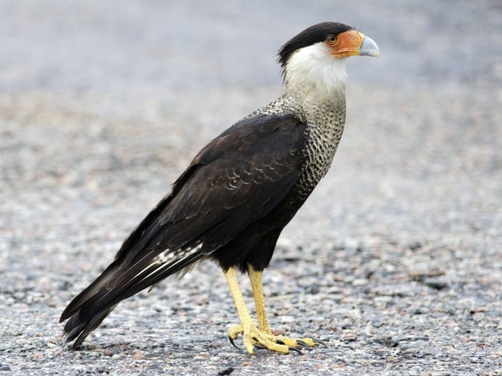 caracara