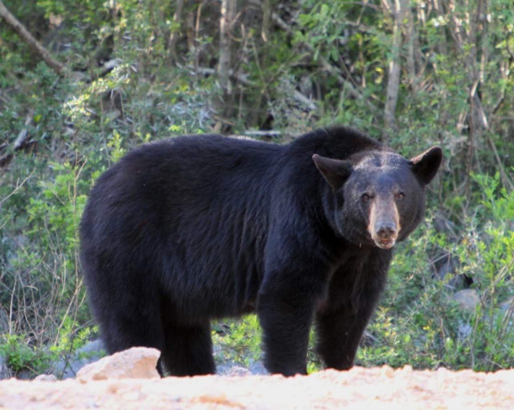 oso-negro-nuevo-leon-san-pedro