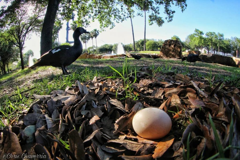 Patos-fundidora-monterrey