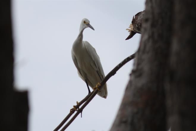 garzas-monterrey