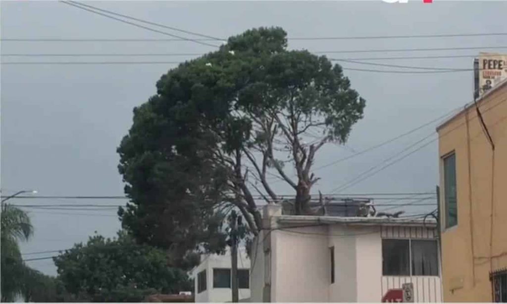 garzas-talan-arbol-monterrey