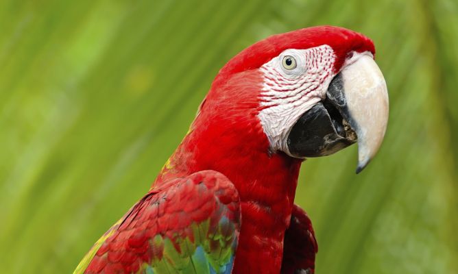 guacamaya -roja