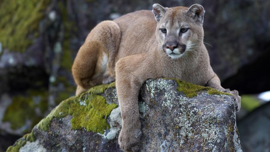 Puma-descansando