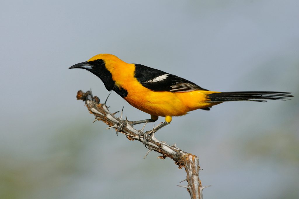 Calandria dorso negro