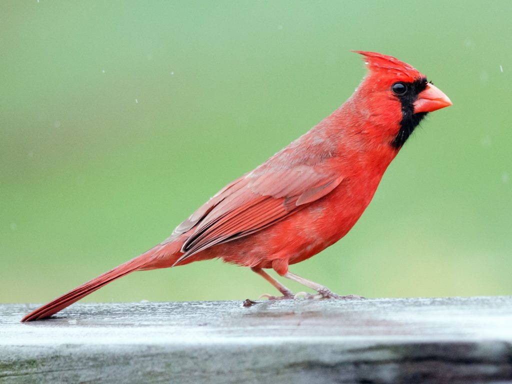 cardenal