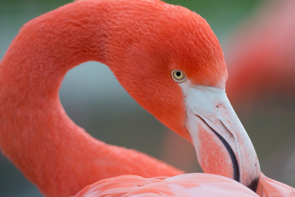 flamencos-la-pastora-nuevo-leon