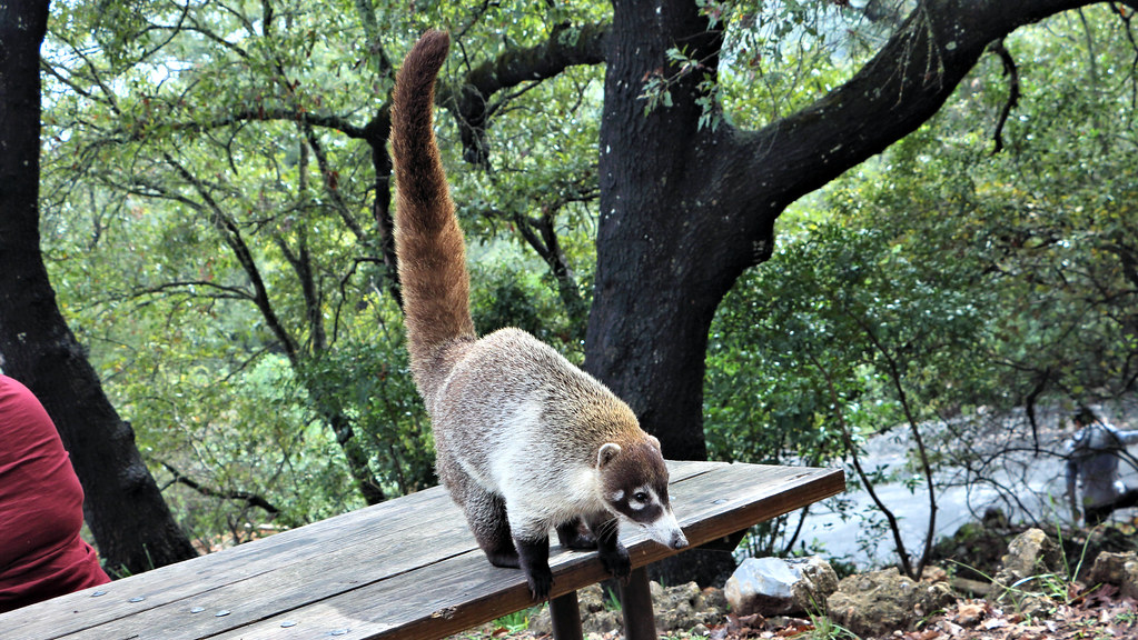 coati