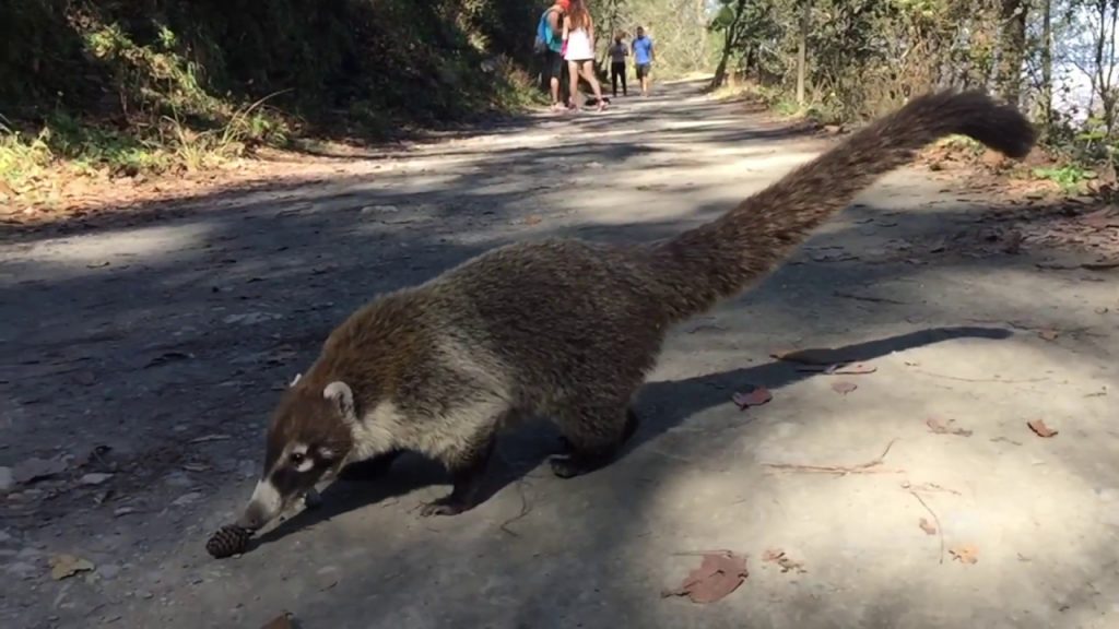 coati