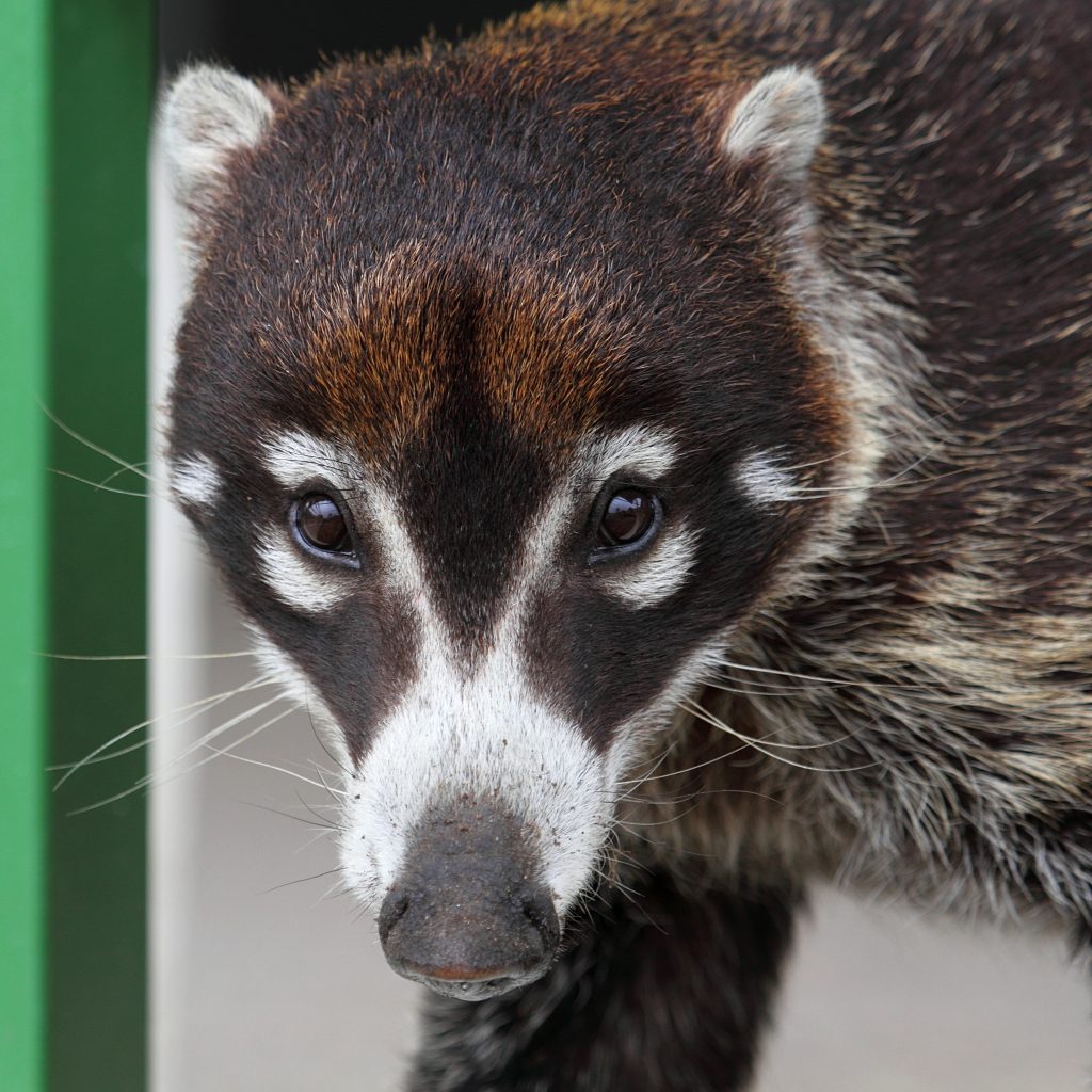 coati