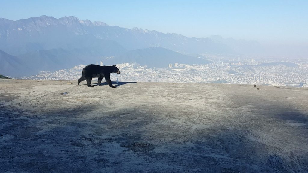 teleferico-cerro-de-la-silla-1