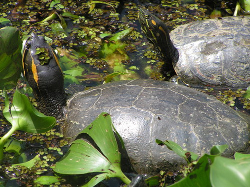 tortuga de guadalupe