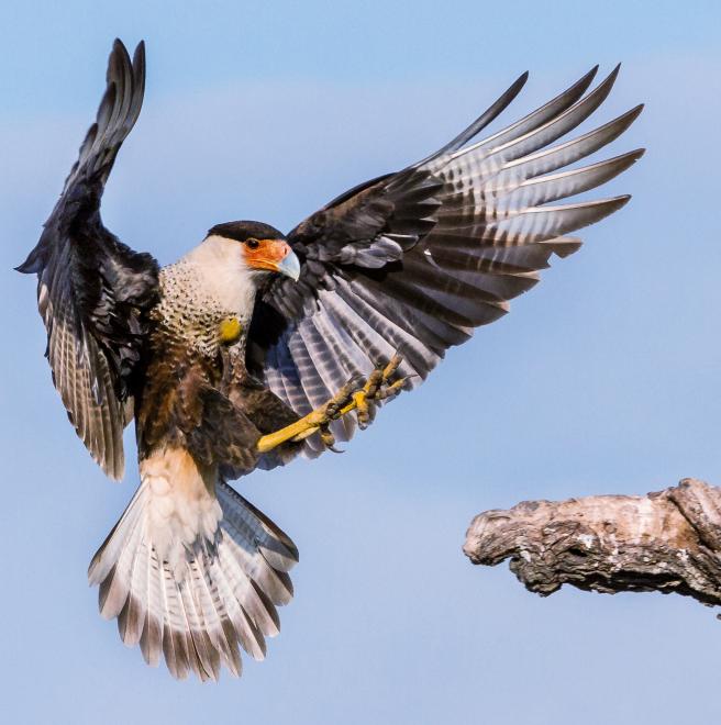 caracara