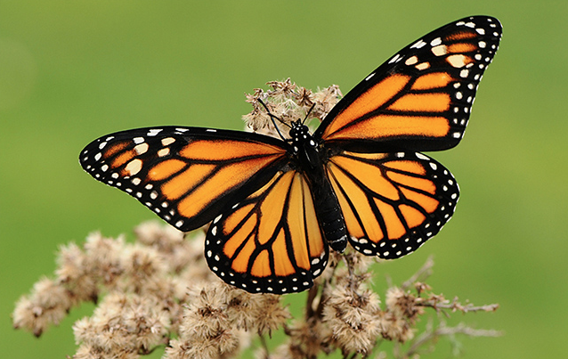 mariposa-monarca