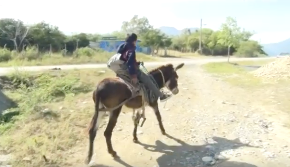 nino-linares-burro