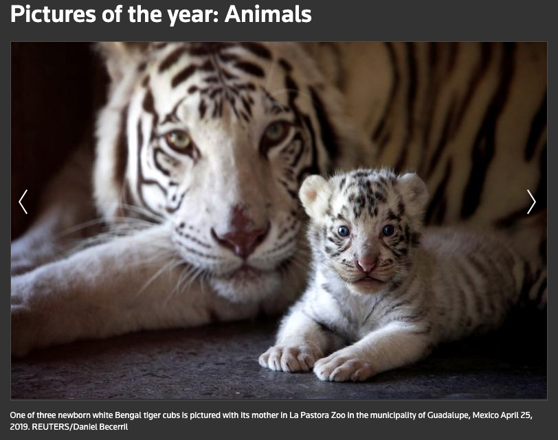 reuters-tigres-daniel-becerril