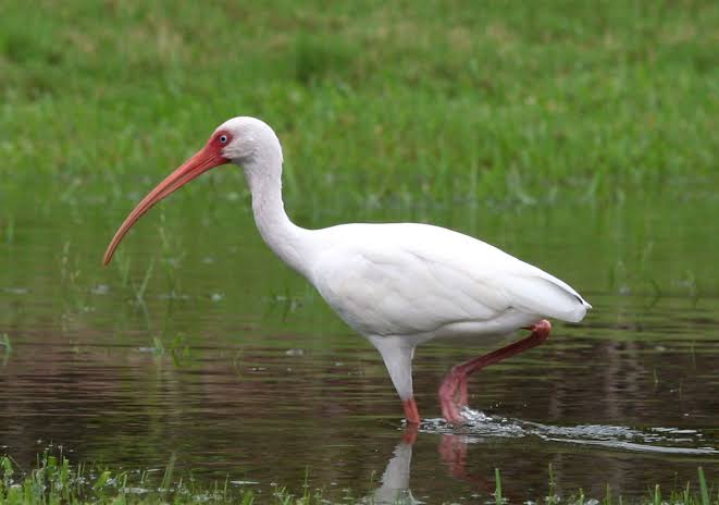 Ibis blanco