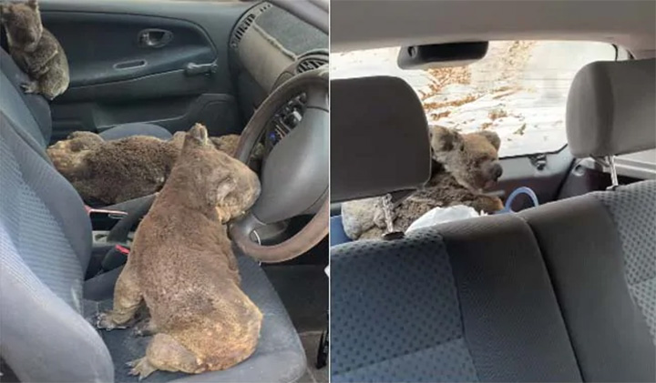 Adolescentes-salvan-koalas-de-los-incendios-en-Australia