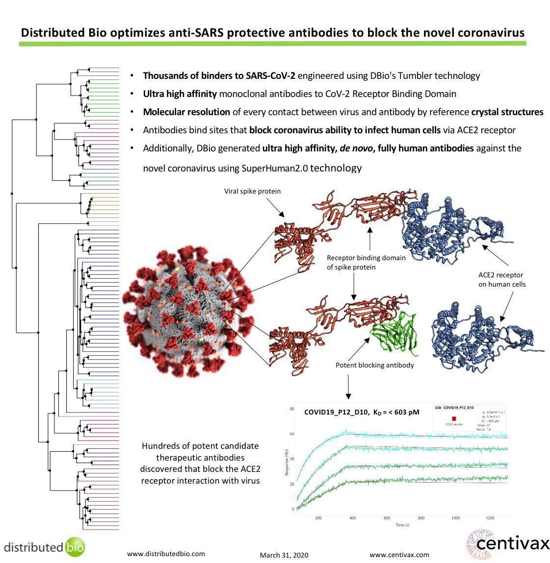 coronavirus