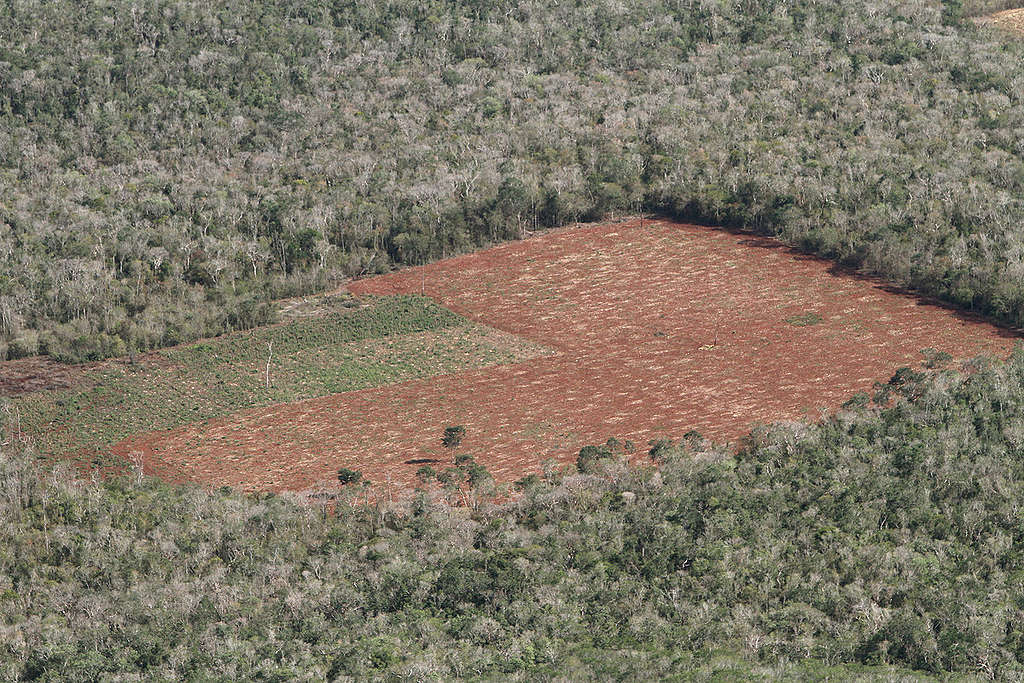 deforestacion-alfonso-romo