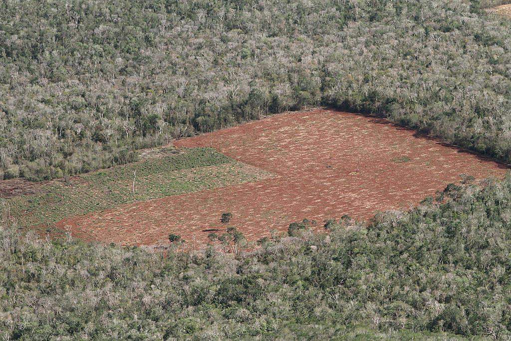 deforestacion-alfonso-romo