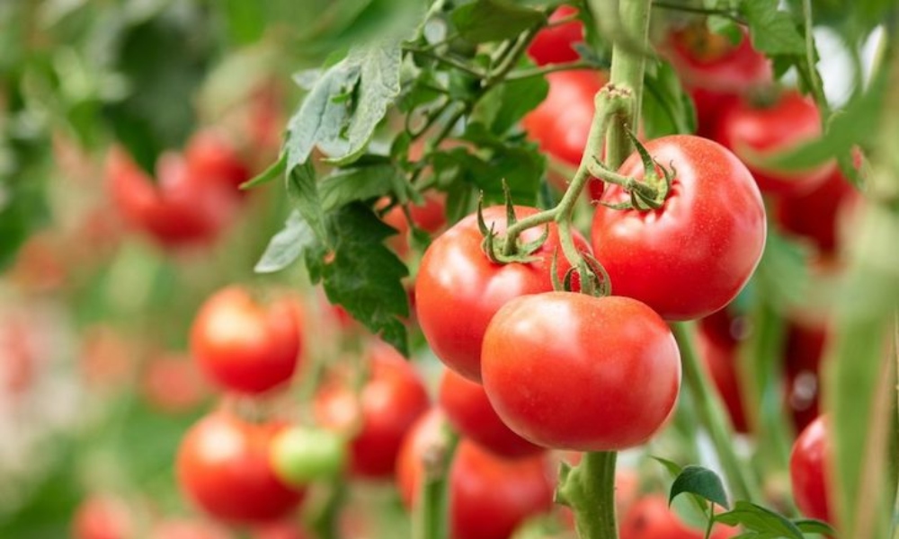 UANL desarrolla vacuna comestible contra el COVID-19