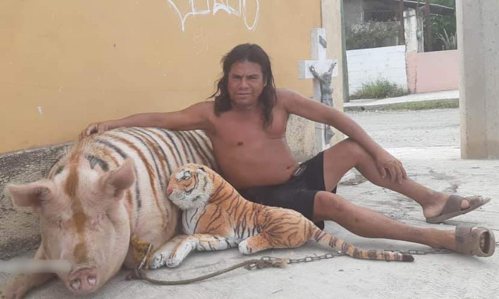 El "cerdo-tigre", toda una personalidad en Linares