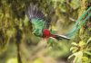 el-quetzal-ave-sagrada-de-los-mayas-en-peligro-de-extincion