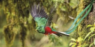 el-quetzal-ave-sagrada-de-los-mayas-en-peligro-de-extincion