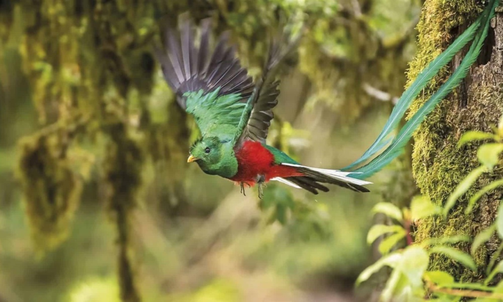 el-quetzal-ave-sagrada-de-los-mayas-en-peligro-de-extincion