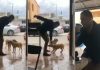 busca-piedras-negras-accion-legal-contra-asesino-de-perros