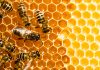 ABEJAS-medio-ambiente-mexico-extincion