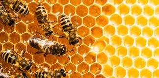 ABEJAS-medio-ambiente-mexico-extincion