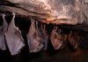 Buscan preservar murciélagos en Nuevo León