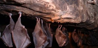 Buscan preservar murciélagos en Nuevo León