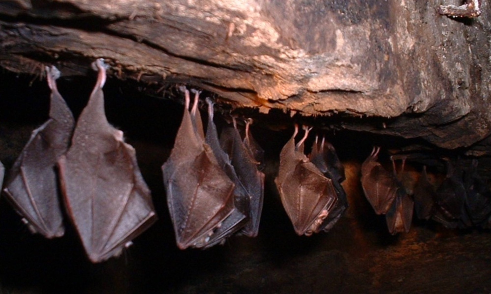 Buscan preservar murciélagos en Nuevo León