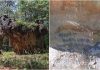 piedra-elefante-familia-regia