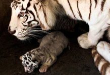 tigres-zoologico-la-pastora