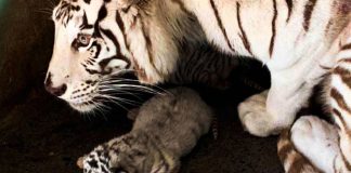 tigres-zoologico-la-pastora