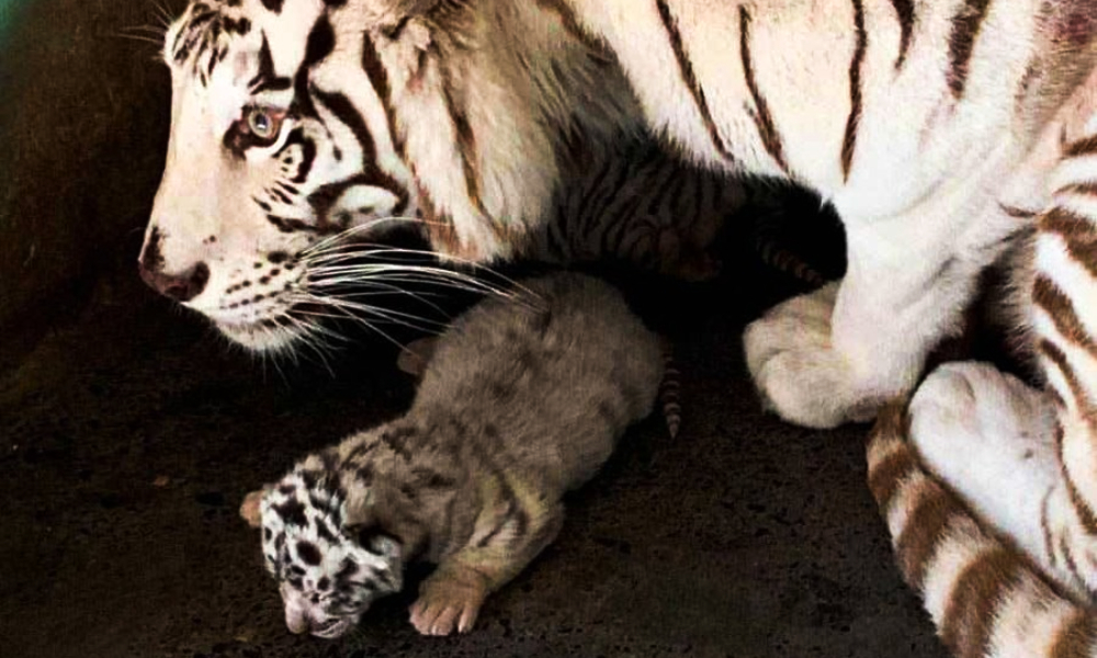 tigres-zoologico-la-pastora