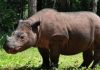 rinoceronte-sumatra