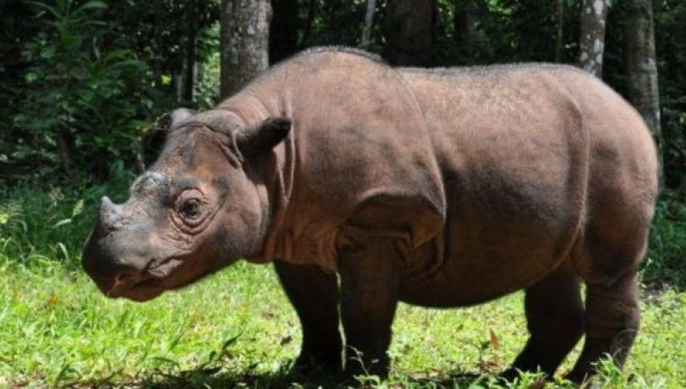 rinoceronte-sumatra