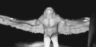 hombre-pajaro-monterrey-2-bn