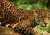 jaguar_mexico-primer-lugar-mundial-especies-peligro-extincion