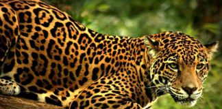 jaguar_mexico-primer-lugar-mundial-especies-peligro-extincion