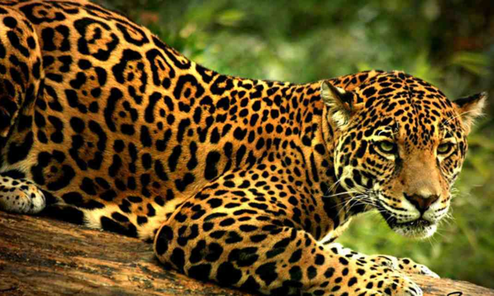 jaguar_mexico-primer-lugar-mundial-especies-peligro-extincion