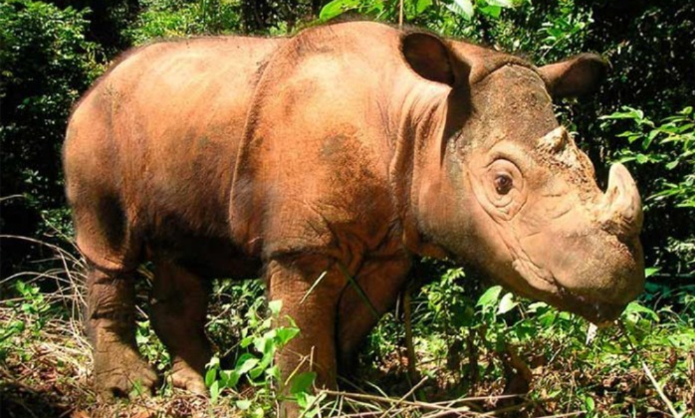 rinoceronte-sumatra-macho-extincion