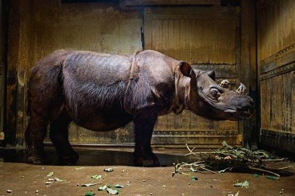 rinoceronte-de-sumatra